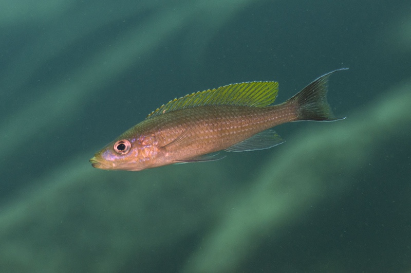 Paracyprichromis brieni 'Bilila Island'